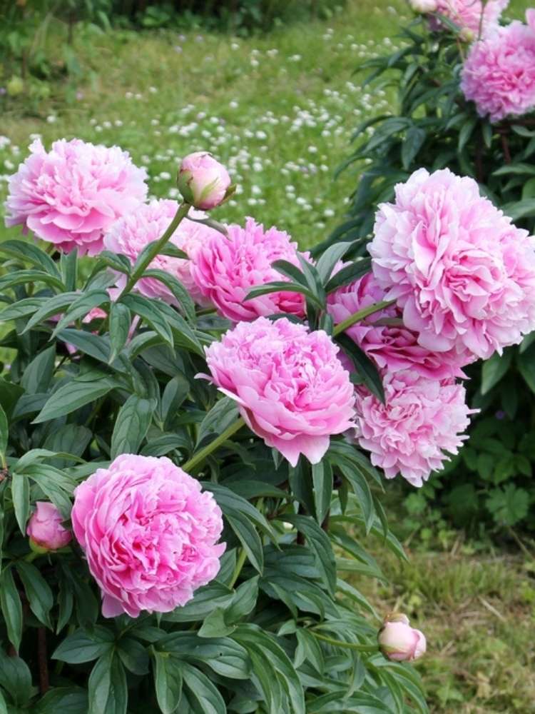 Paeonia lactiflora 'Dr. Alexander Fleming', Asiatische Pfingstrose 'Dr. Alexander Fleming' im Onlineshop der Bohlken Baumschulen