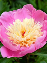 Paeonia lactiflora 'Bowl of Beauty', Asiatische Edel-Pfingstrose 'Bowl of Beauty' im Onlineshop der Bohlken Baumschulen