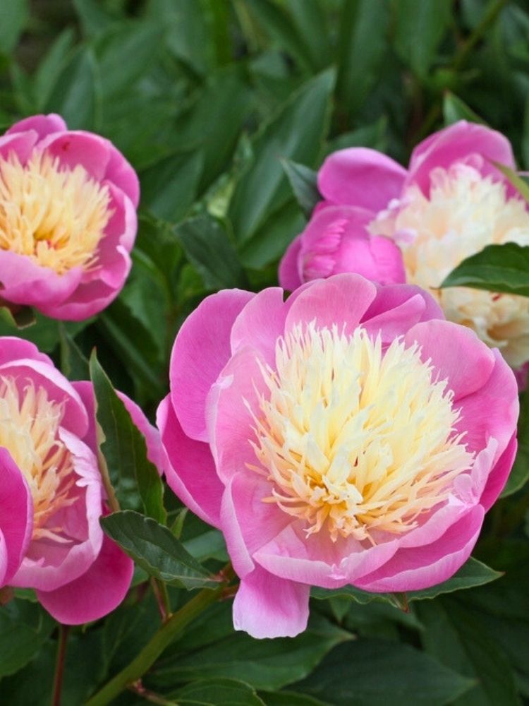 Paeonia lactiflora 'Bowl of Beauty', Asiatische Edel-Pfingstrose 'Bowl of Beauty' im Onlineshop der Bohlken Baumschulen