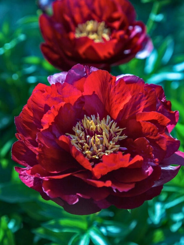 Paeonia lactiflora 'Buckeye Belle', Asiatische Pfingstrose 'Buckeye Belle' im Onlineshop der Bohlken Baumschulen