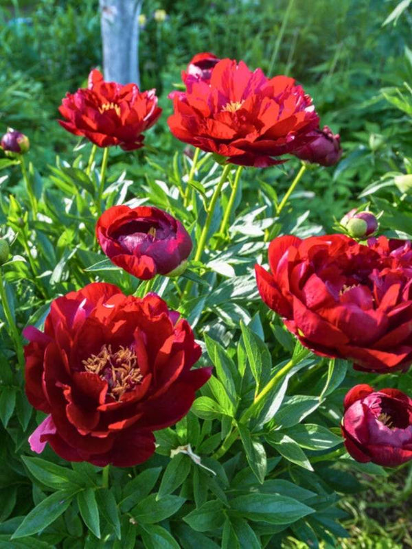 Paeonia lactiflora 'Buckeye Belle', Asiatische Pfingstrose 'Buckeye Belle' im Onlineshop der Bohlken Baumschulen