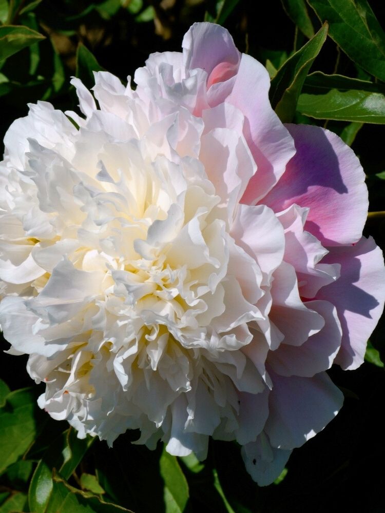 Paeonia lactiflora 'Catharina Fontijn', Pfingstrose 'Catharina Fontijn' im Onlineshop der Bohlken Baumschulen