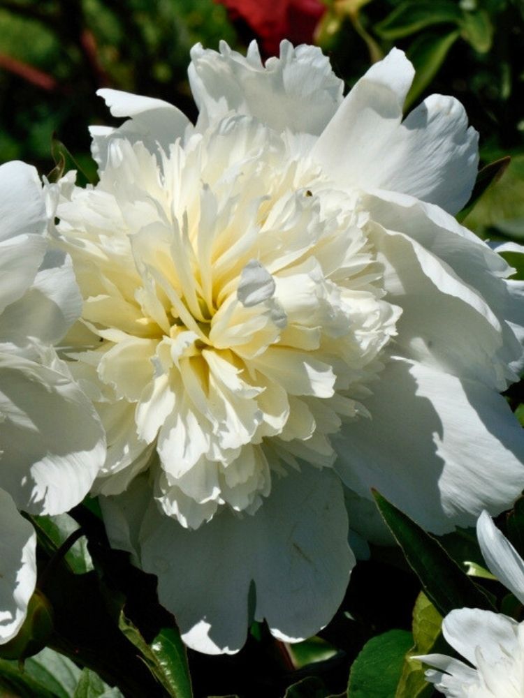 Paeonia lactiflora 'Charles White', Pfingstrose 'Charles White' im Onlineshop der Bohlken Baumschulen