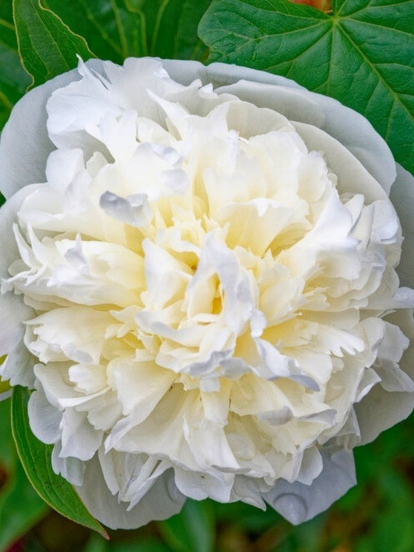 Paeonia lactiflora 'Duchesse de Nemours', Pfingstrose 'Duchesse de Nemours' im Onlineshop der Bohlken Baumschulen