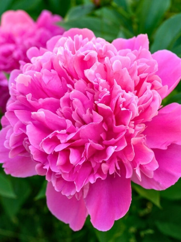 Paeonia lactiflora 'Edulis Superba', Pfingstrose 'Edulis Superba' im Onlineshop der Bohlken Baumschulen