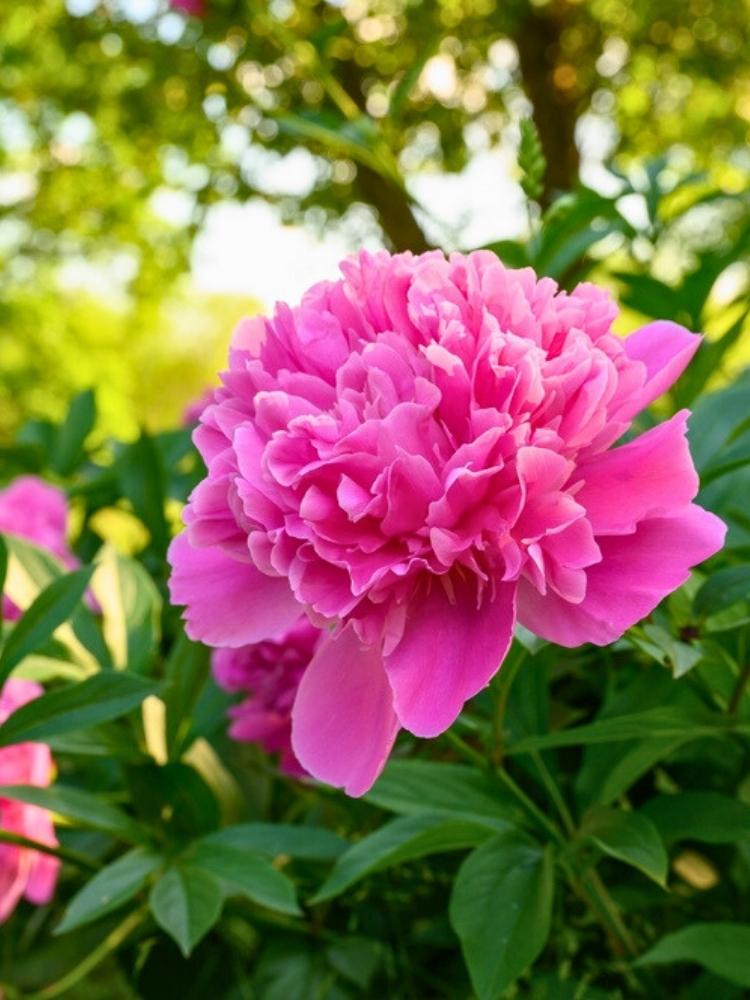 Paeonia lactiflora 'Edulis Superba', Pfingstrose 'Edulis Superba' im Onlineshop der Bohlken Baumschulen