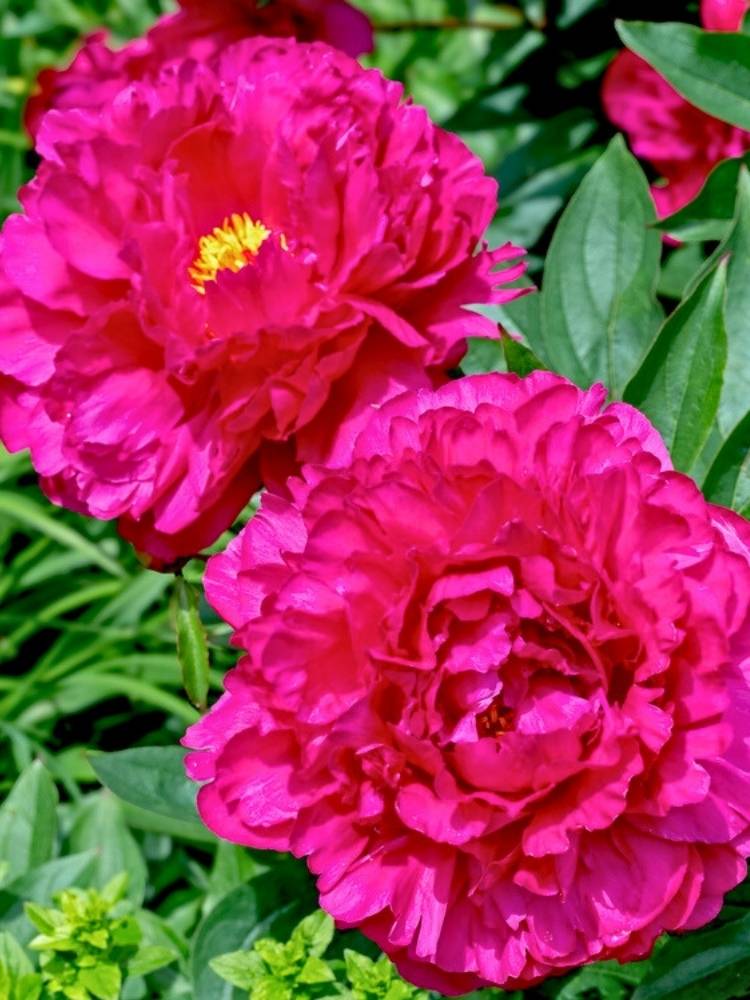 Paeonia lactiflora 'Felix Crousse', Asiatische Pfingstrose 'Felix Crousse' im Onlineshop der Bohlken Baumschulen