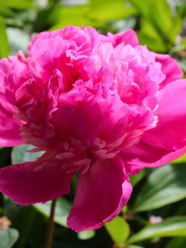 Duft-Pfingstrose 'General Mac Mahon', Paeonia lactiflora 'General Mac Mahon' im Onlineshop der Bohlken Baumschulen