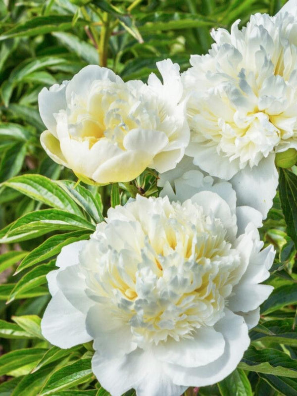 Paeonia lactiflora 'Immaculee', Pfingstrose 'Immaculee' im Onlineshop der Bohlken Baumschulen