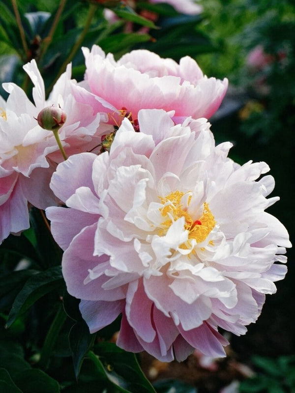 Paeonia lactiflora 'Lady Alexandra Duff', Asiatische Pfingstrose 'Lady Alexandra Duff' im Onlineshop der Bohlken Baumschulen