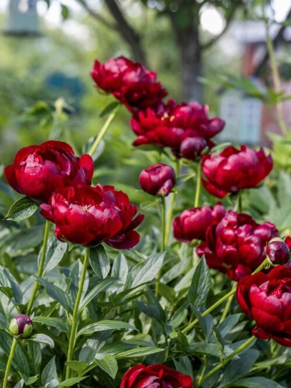 Paeonia lactiflora 'Louis van Houtte', Garten-Pfingstrose 'Louis van Houtte' im Onlineshop der Bohlken Baumschulen