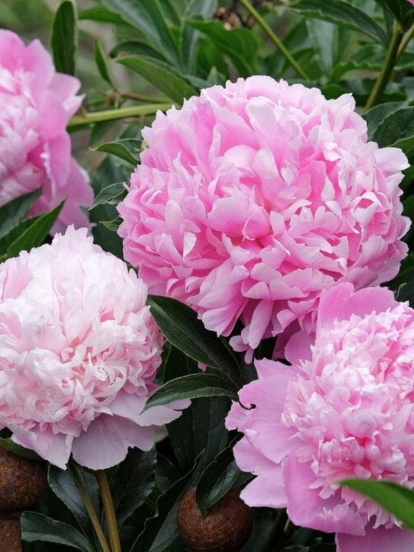 Paeonia lactiflora 'Monsieur Jules Elie', Asiatische Pfingstrose 'Monsieur Jules Elie' im Onlineshop der Bohlken Baumschulen