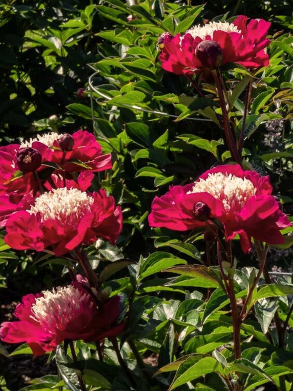 Paeonia lactiflora 'Nippon Beauty', Frühblühende Pfingstrose 'Nippon Beauty' im Onlineshop der Bohlken Baumschulen