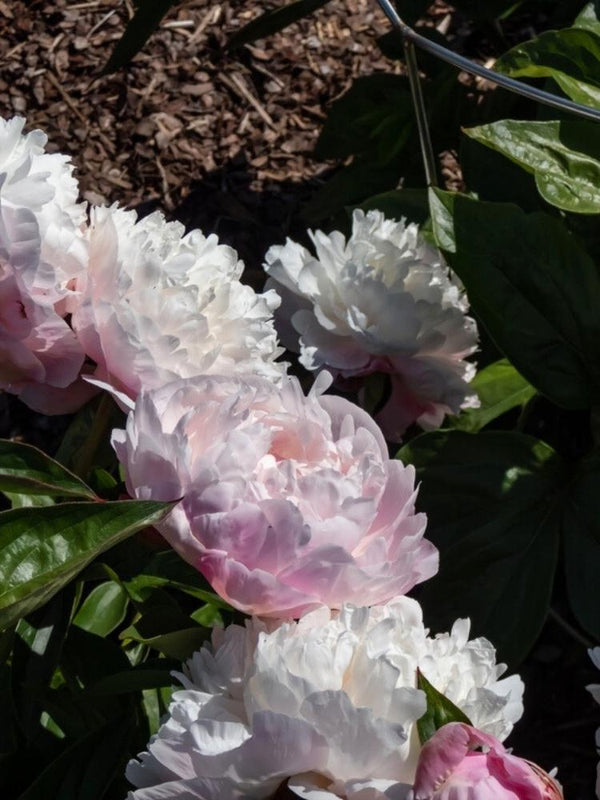 Paeonia lactiflora 'Pecher', Edel-Pfingstrose 'Pecher' im Onlineshop der Bohlken Baumschulen