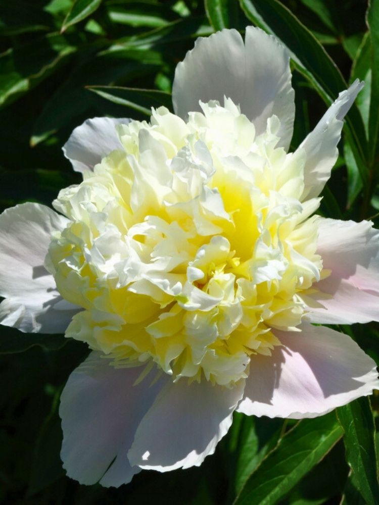 Paeonia lactiflora 'Primevere', Edel-Pfingstrose 'Primevere' im Onlineshop der Bohlken Baumschulen