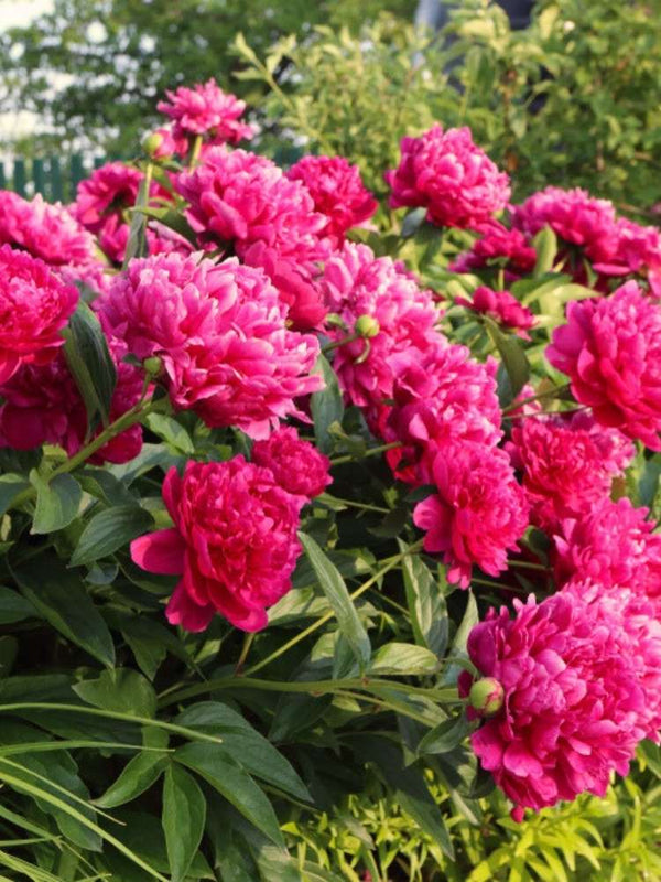 Paeonia lactiflora 'Renato', Edelpfingstrose 'Renato' im Onlineshop der Bohlken Baumschulen