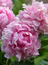 Paeonia lactiflora 'Sarah Bernhardt', Pfingstrose 'Sarah Bernhardt' im Onlineshop der Bohlken Baumschulen