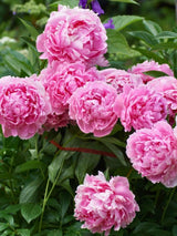 Paeonia lactiflora 'Sarah Bernhardt', Pfingstrose 'Sarah Bernhardt' im Onlineshop der Bohlken Baumschulen