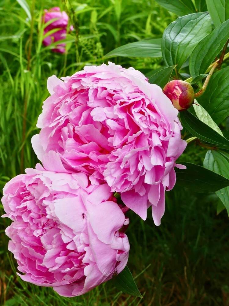 Paeonia lactiflora 'Sarah Bernhardt', Pfingstrose 'Sarah Bernhardt' im Onlineshop der Bohlken Baumschulen