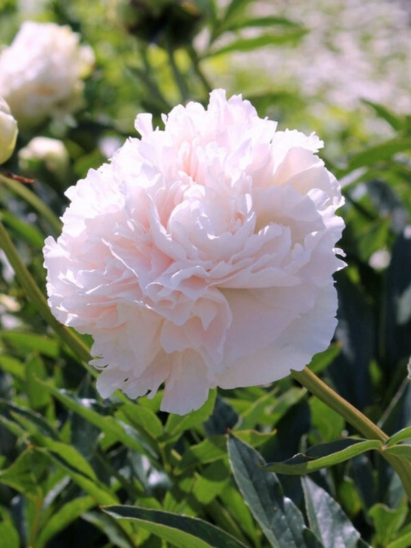 Paeonia lactiflora 'Shirley Temple', Pfingstrose 'Shirley Temple' im Onlineshop der Bohlken Baumschulen