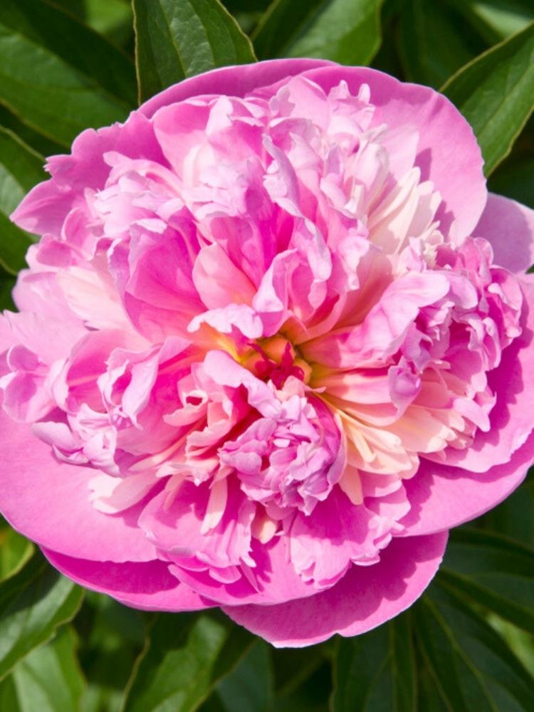 Paeonia lactiflora 'Sorbet', Asiatische Pfingstrose 'Sorbet' im Onlineshop der Bohlken Baumschulen