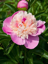 Paeonia lactiflora 'Sorbet', Asiatische Pfingstrose 'Sorbet' im Onlineshop der Bohlken Baumschulen