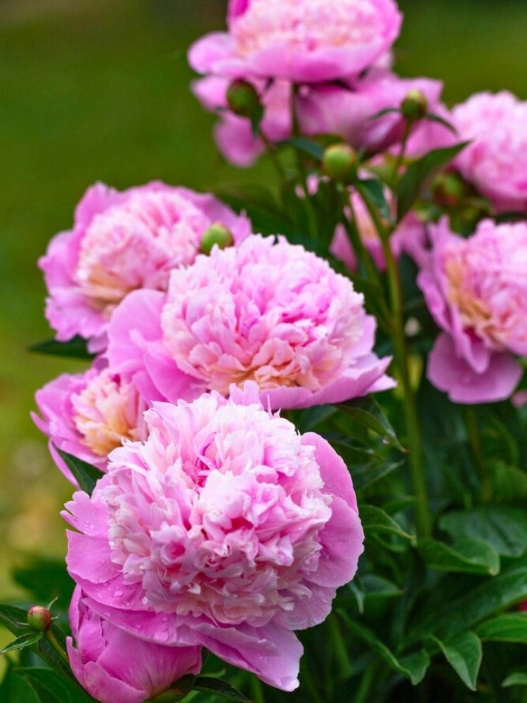 Paeonia lactiflora 'Sorbet', Asiatische Pfingstrose 'Sorbet' im Onlineshop der Bohlken Baumschulen