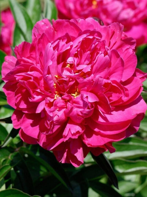 Paeonia lactiflora 'Kansas', Asiatische Pfingstrose 'Kansas' im Onlineshop der Bohlken Baumschulen