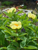 Paeonia mlokosewitschii, Gelbe Kaukasus-Pfingstrose im Onlineshop der Bohlken Baumschulen