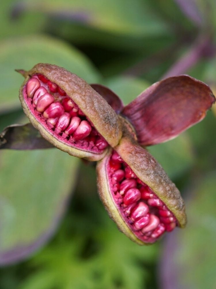 Paeonia mlokosewitschii, Gelbe Kaukasus-Pfingstrose im Onlineshop der Bohlken Baumschulen