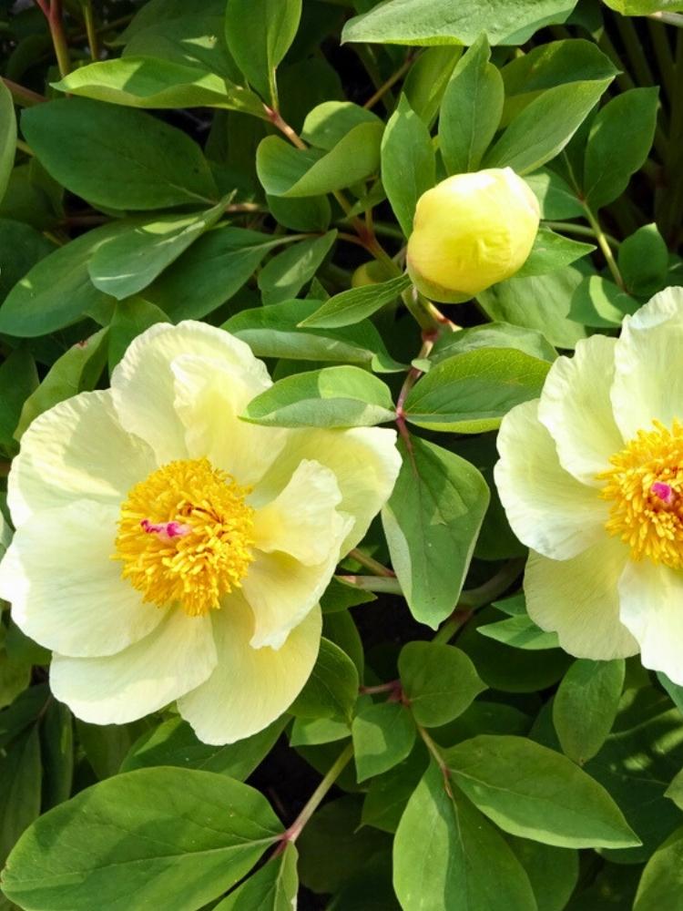 Paeonia mlokosewitschii, Gelbe Kaukasus-Pfingstrose im Onlineshop der Bohlken Baumschulen