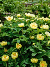 Paeonia mlokosewitschii, Gelbe Kaukasus-Pfingstrose im Onlineshop der Bohlken Baumschulen