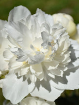 Paeonia officinalis 'Alba Plena', Bauern-Pfingstrose 'Alba Plena' im Onlineshop der Bohlken Baumschulen