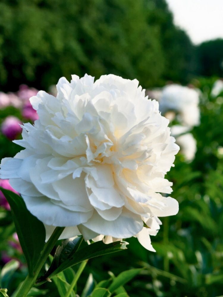 Paeonia officinalis 'Alba Plena', Bauern-Pfingstrose 'Alba Plena' im Onlineshop der Bohlken Baumschulen