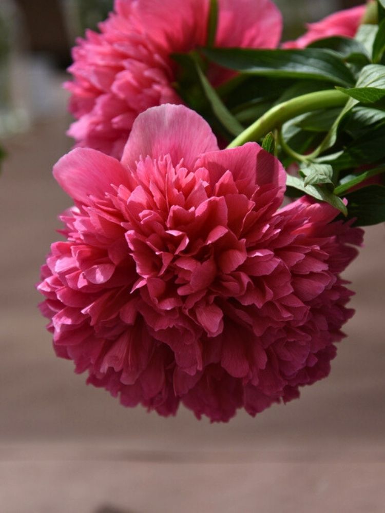 Paeonia officinalis 'Rosea Plena', Bauern-Pfingstrose 'Rosea Plena' im Onlineshop der Bohlken Baumschulen