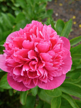 Paeonia officinalis 'Rosea Plena', Bauern-Pfingstrose 'Rosea Plena' im Onlineshop der Bohlken Baumschulen