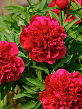 Paeonia officinalis 'Rubra Plena', Bauern-Pfingstrose 'Rubra Plena' im Onlineshop der Bohlken Baumschulen