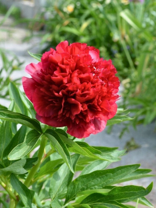 Paeonia officinalis 'Rubra Plena', Bauern-Pfingstrose 'Rubra Plena' im Onlineshop der Bohlken Baumschulen