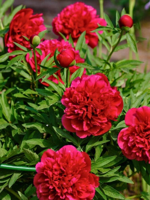 Paeonia officinalis 'Rubra Plena', Bauern-Pfingstrose 'Rubra Plena' im Onlineshop der Bohlken Baumschulen