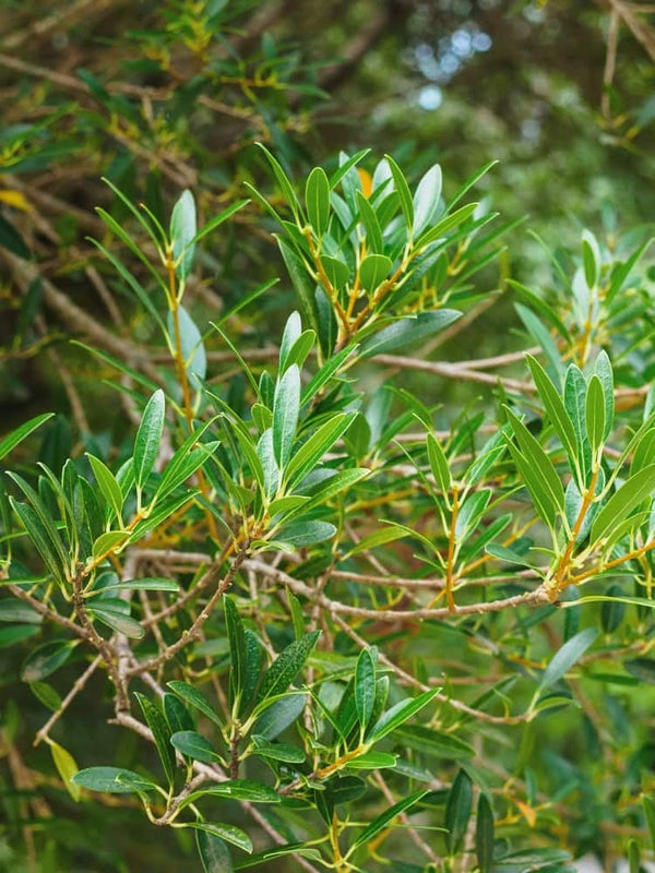 Schmalblättrige Steinlinde, Phillyrea angustifolia im Onlineshop der Bohlken Baumschulen