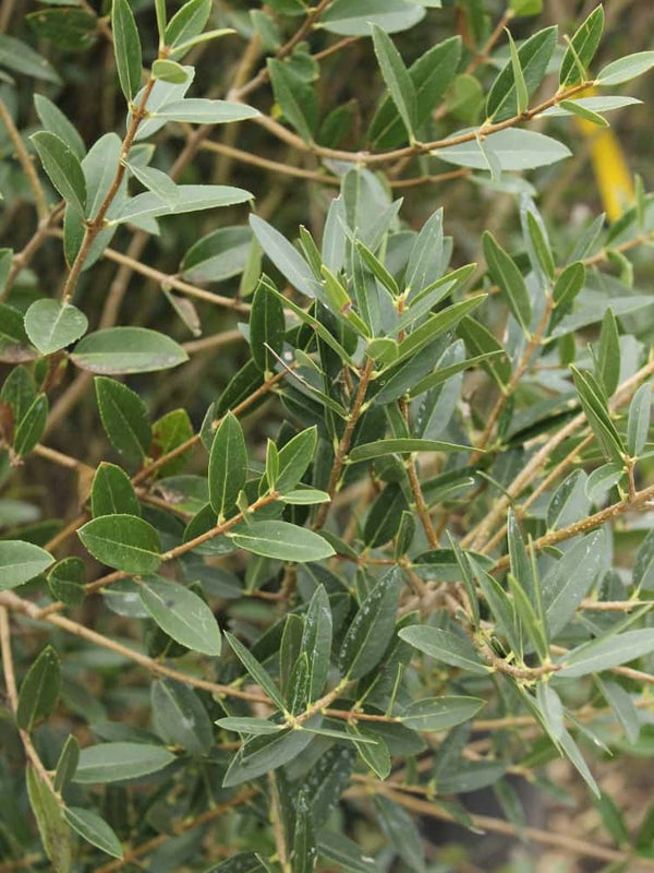 Schmalblättrige Steinlinde, Phillyrea angustifolia im Onlineshop der Bohlken Baumschulen