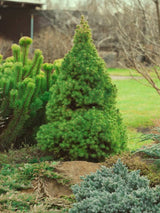 Picea glauca 'Conica', Zuckerhutfichte 'Conica' im Onlineshop der Bohlken Baumschulen