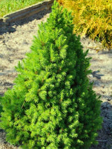 Picea glauca 'Conica', Zuckerhutfichte 'Conica' im Onlineshop der Bohlken Baumschulen