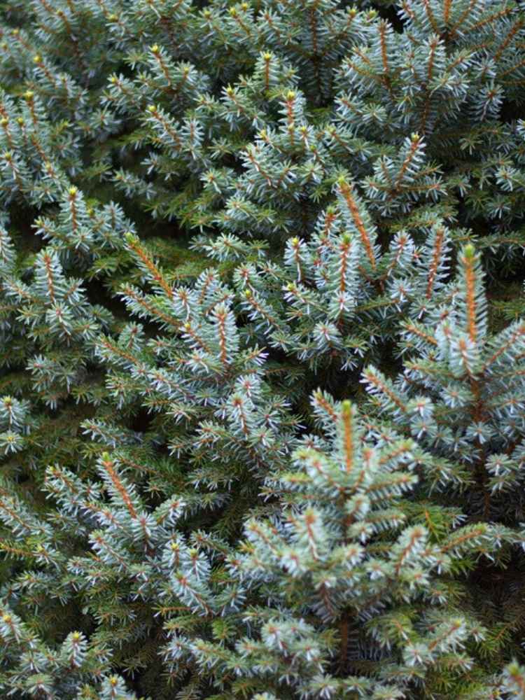 Picea omorika 'Nana', Serbische Zwerg-Kegelfichte 'Nana' im Onlineshop der Bohlken Baumschulen