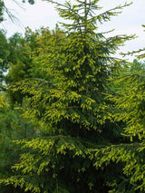 Picea orientalis 'Aureospicata', Orientalische Goldfichte 'Aureospicata' im Onlineshop der Bohlken Baumschulen