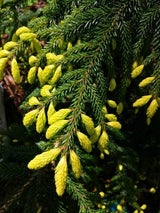 Picea orientalis 'Aureospicata', Orientalische Goldfichte 'Aureospicata' im Onlineshop der Bohlken Baumschulen