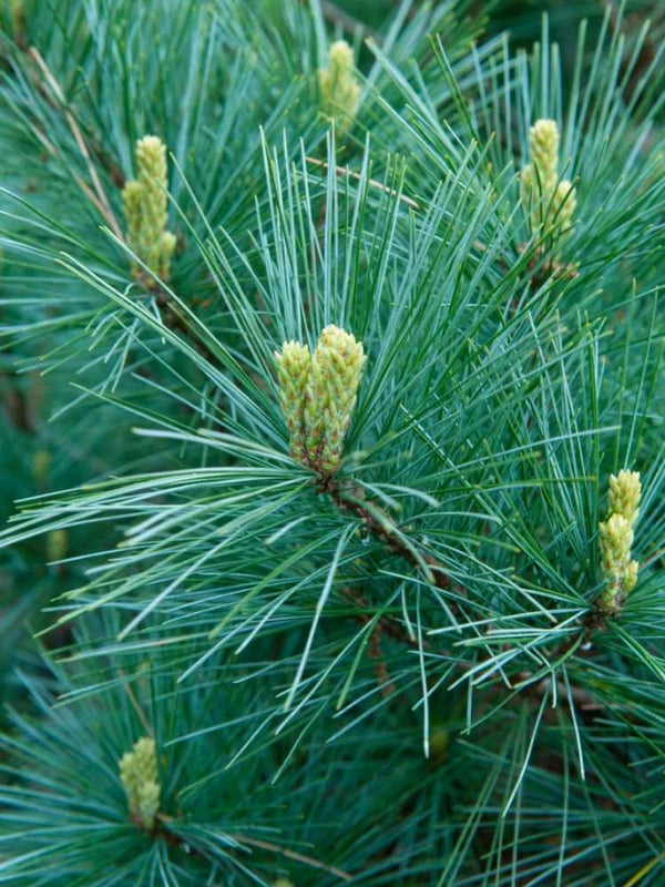 Pinus strobus 'Radiata', Streichelkiefer 'Radiata' im Onlineshop der Bohlken Baumschulen