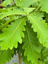 Quercus dentata 'Carl Ferris Miller', Japanische Kaisereiche 'Carl Ferris Miller' im Onlineshop der Bohlken Baumschulen