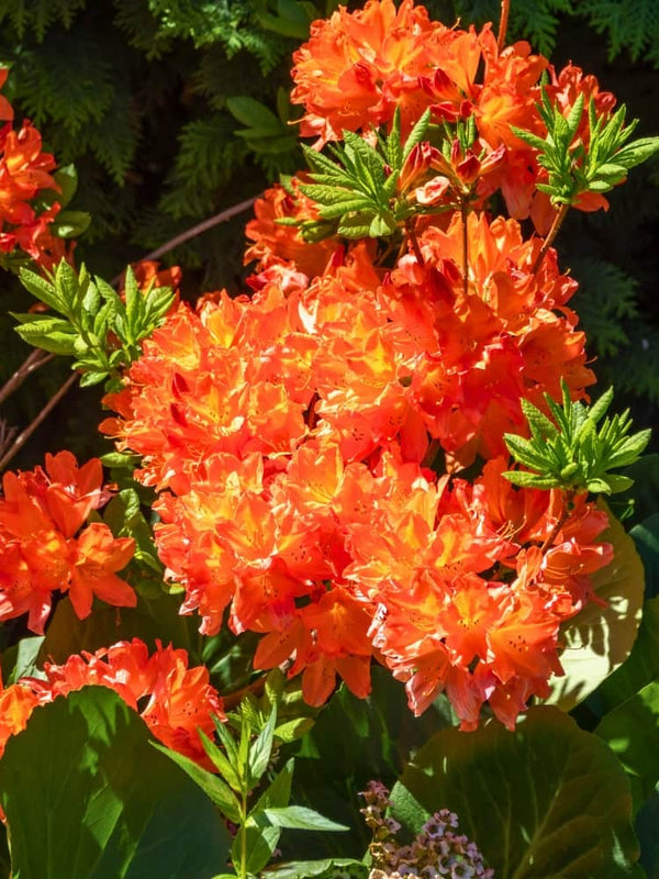 Rhododendron luteum 'Gibraltar', Laubabwerfende Azalee 'Gibraltar' im Onlineshop der Bohlken Baumschulen