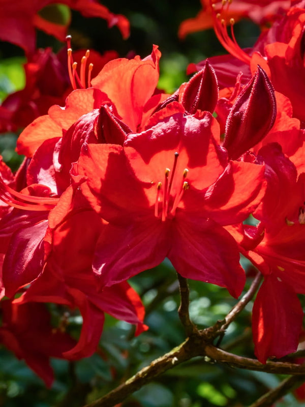 Rhododendron luteum 'Parkfeuer', Laubabwerfende Azalee 'Parkfeuer' im Onlineshop der Bohlken Baumschulen